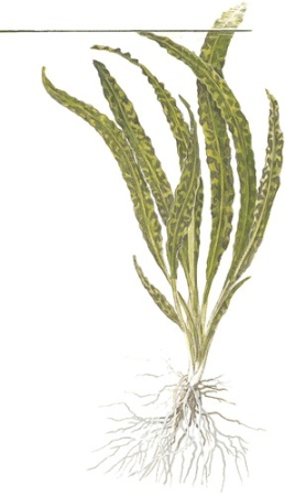 Preview: Cryptocoryne crispatula 1-2-Grow! Preview: Cryptocoryne crispatula 1-2-Grow!